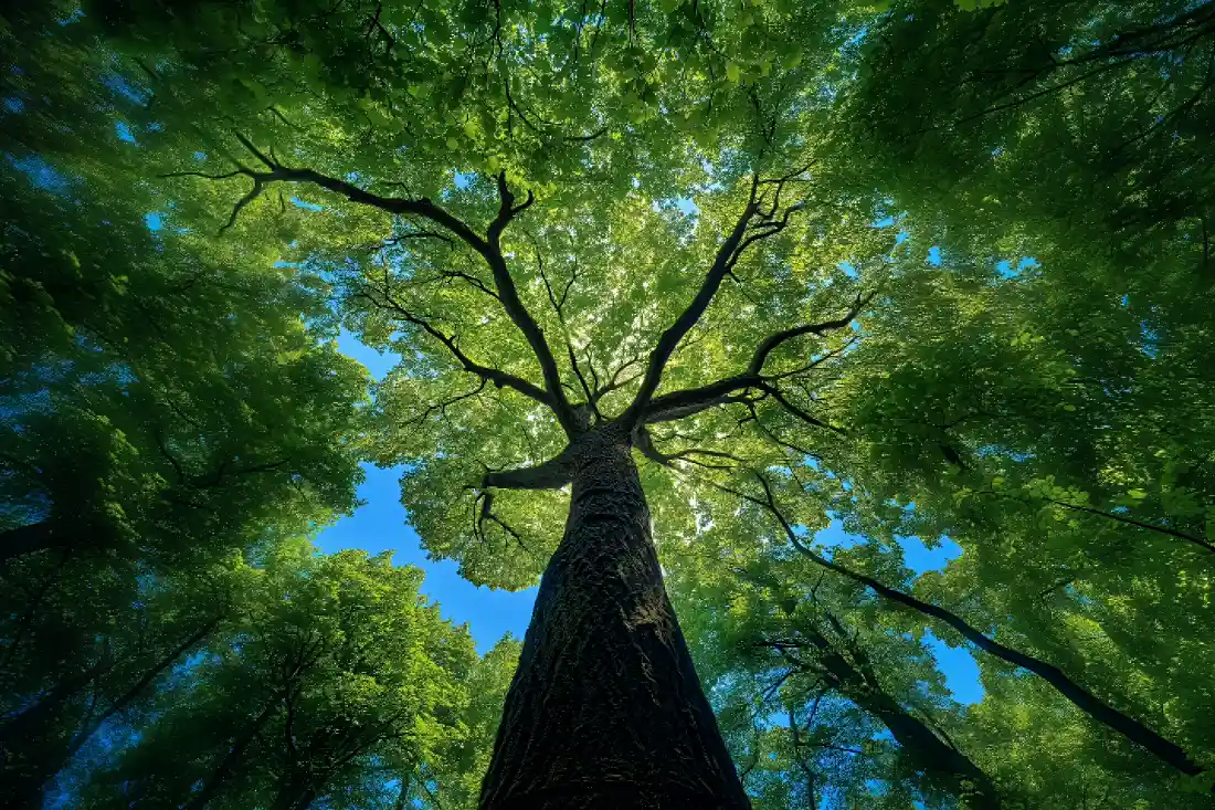 Featured image of post 某蜂窝app逆向分析